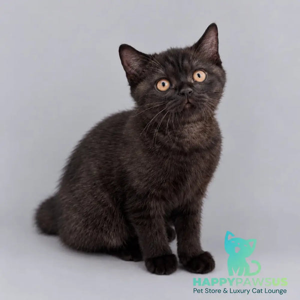 Bossi British Shorthair female chocolate - live animals