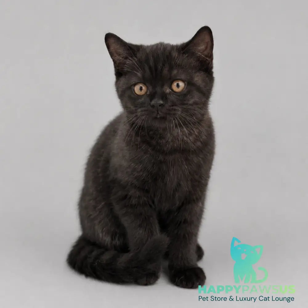 Bossi British Shorthair female chocolate - live animals
