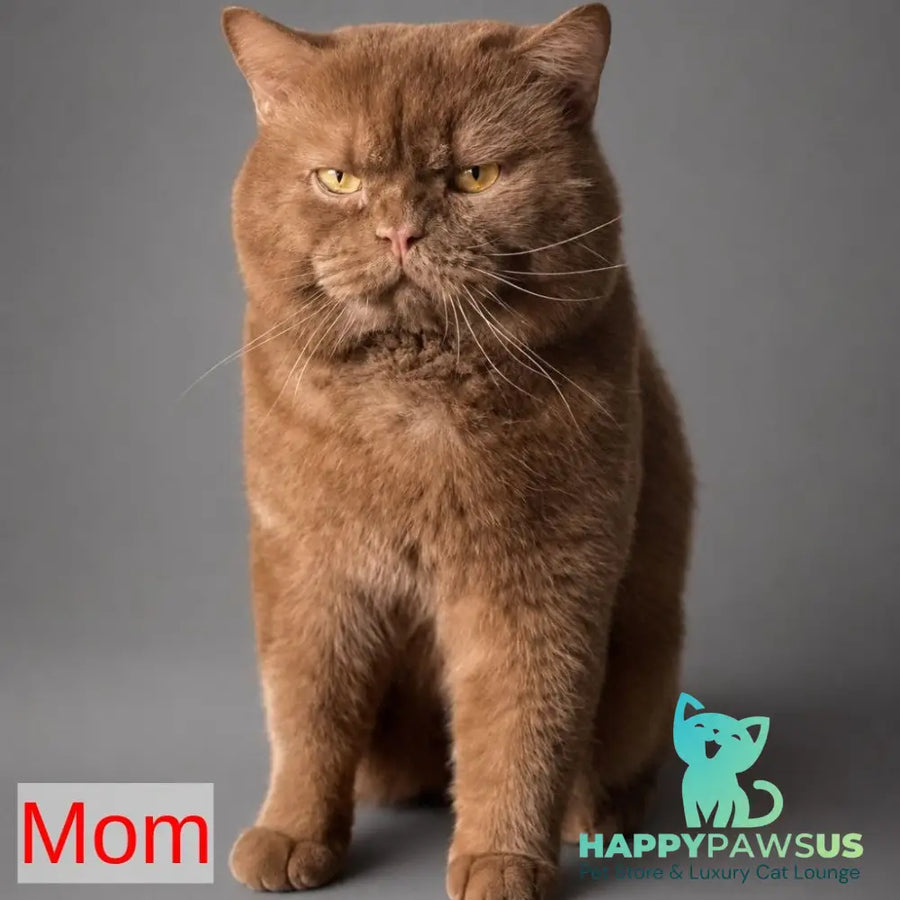 Bossi British Shorthair female chocolate - live animals