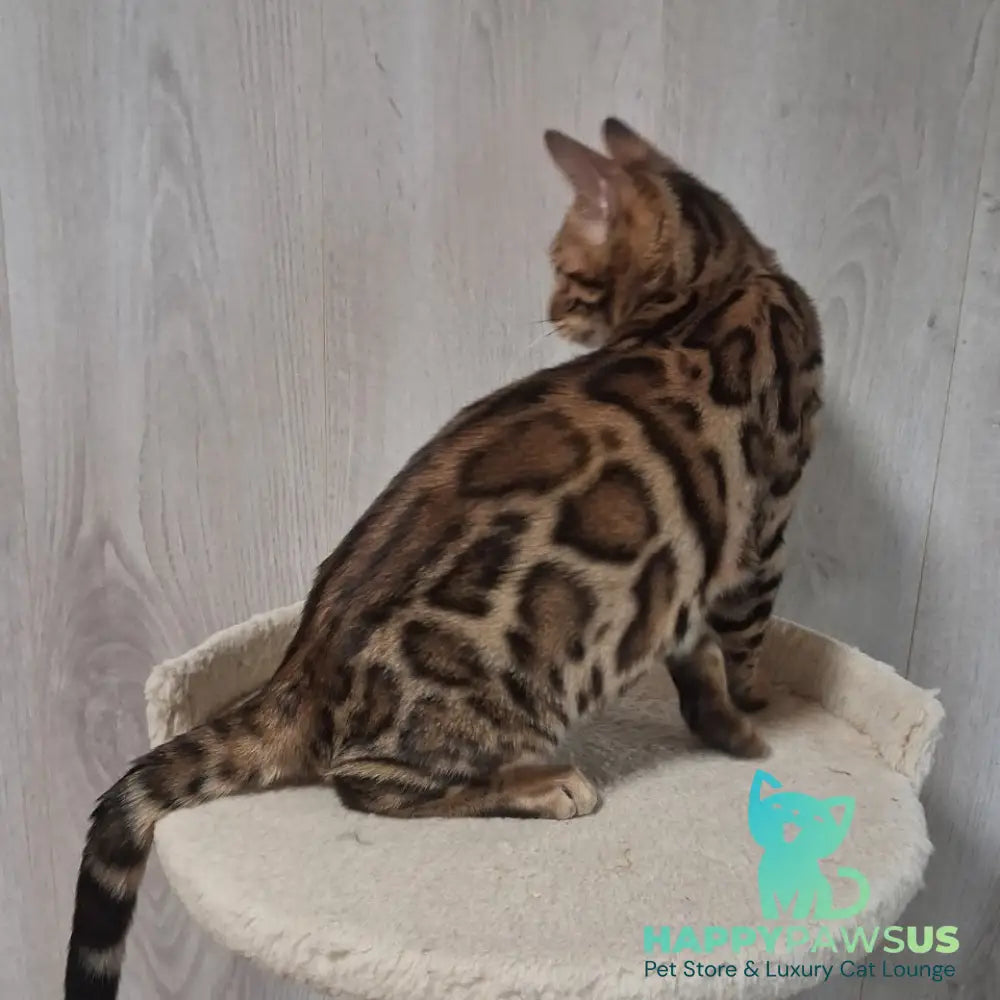 Boston Bengal male black spotted tabby - live animals