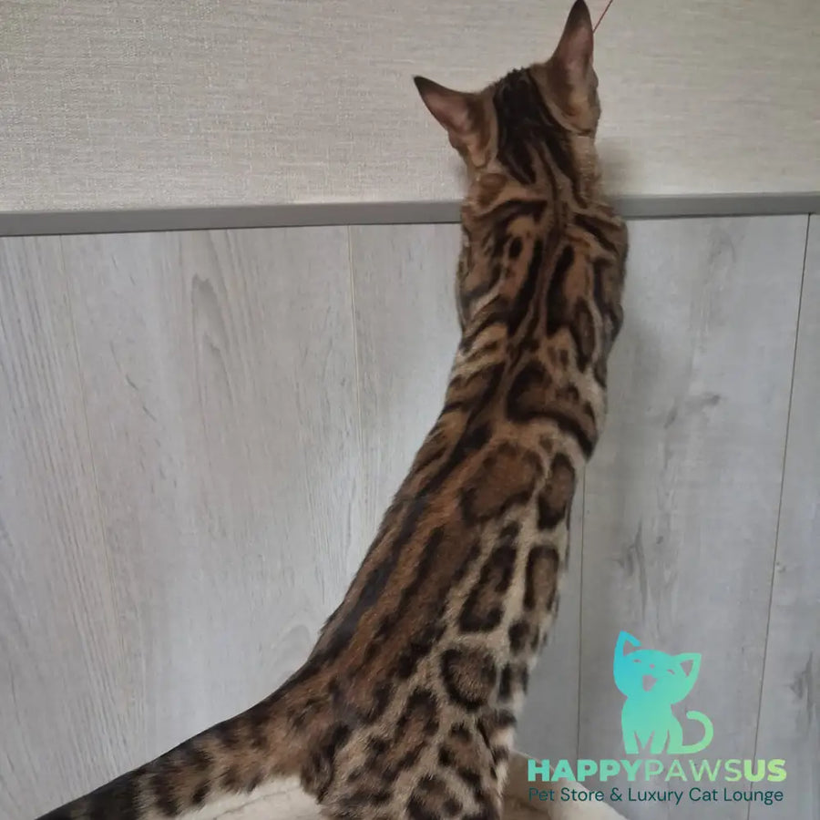 Boston Bengal male black spotted tabby - live animals