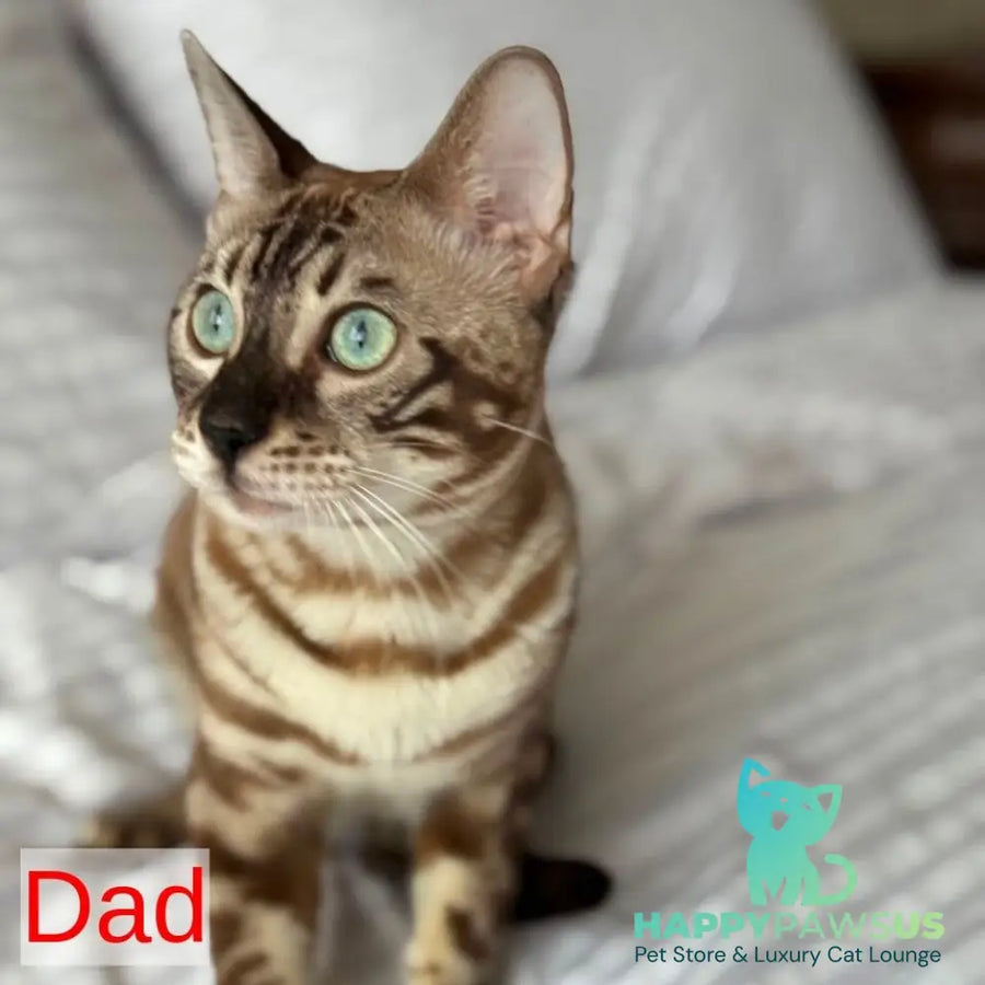 Boston Bengal male black spotted tabby - live animals