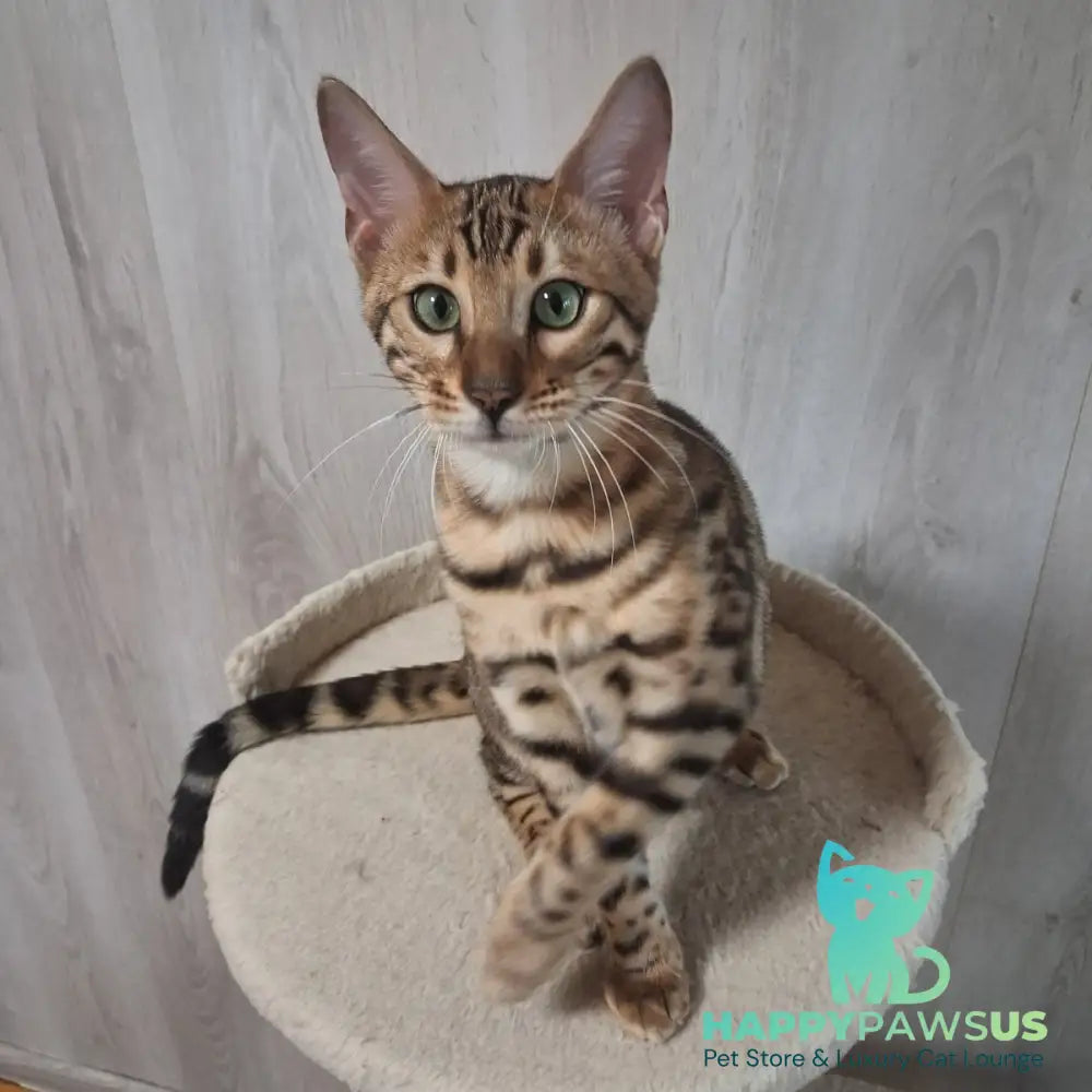 Boston Bengal male black spotted tabby - live animals