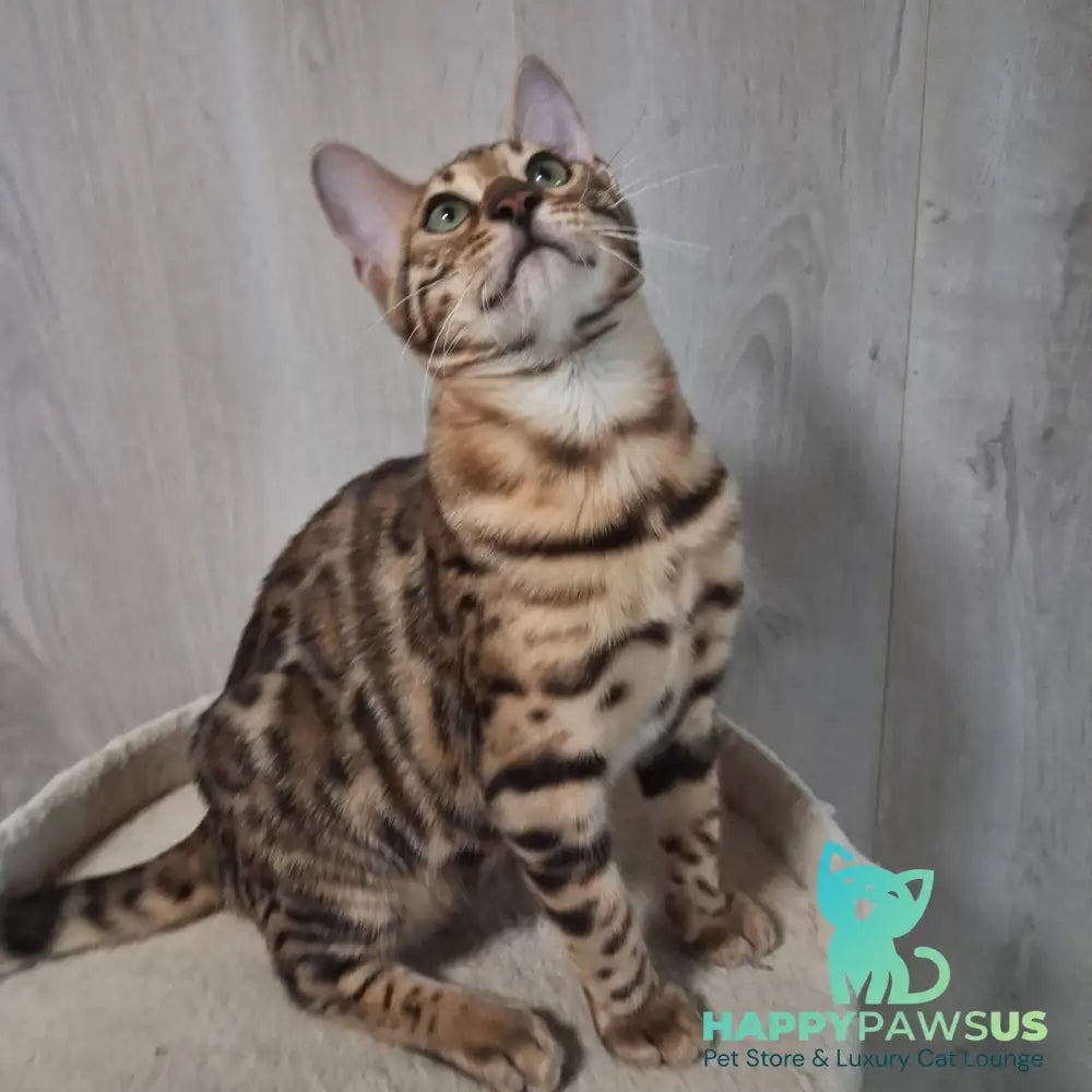 Boston Bengal male black spotted tabby - live animals