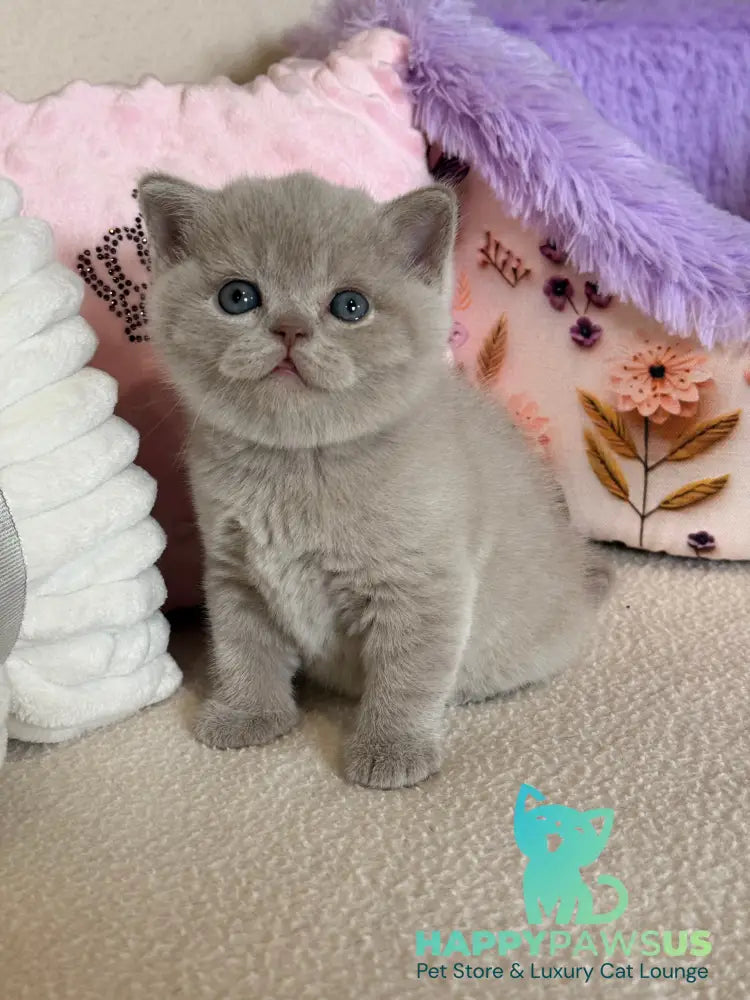 Boston British Shorthair male lilac - live animals