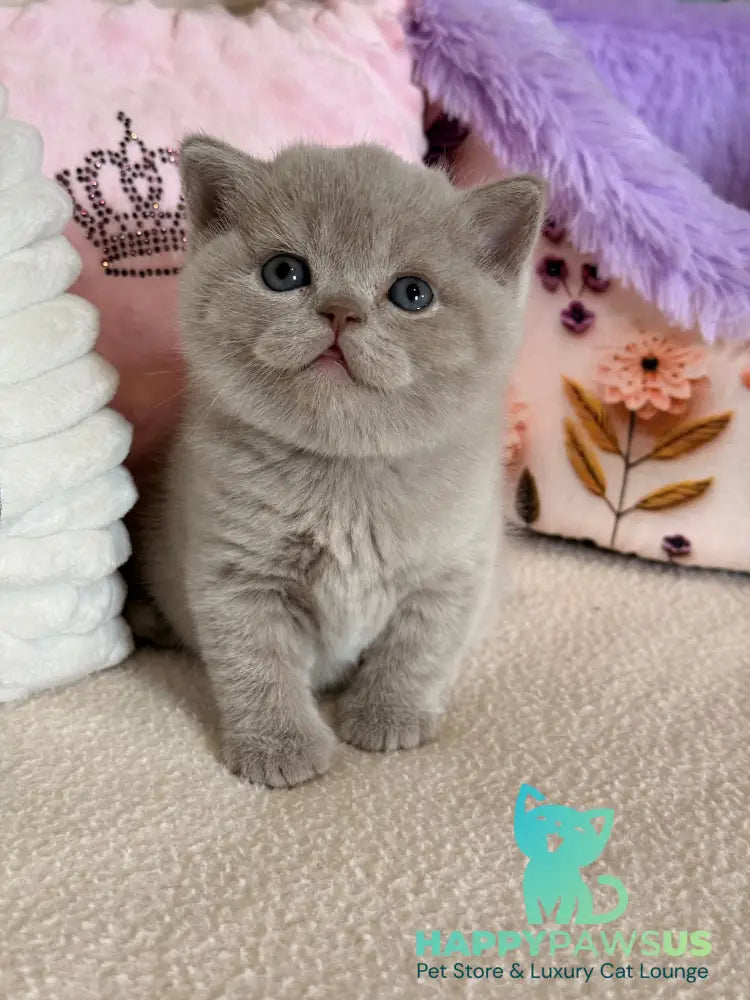 Boston British Shorthair male lilac - live animals