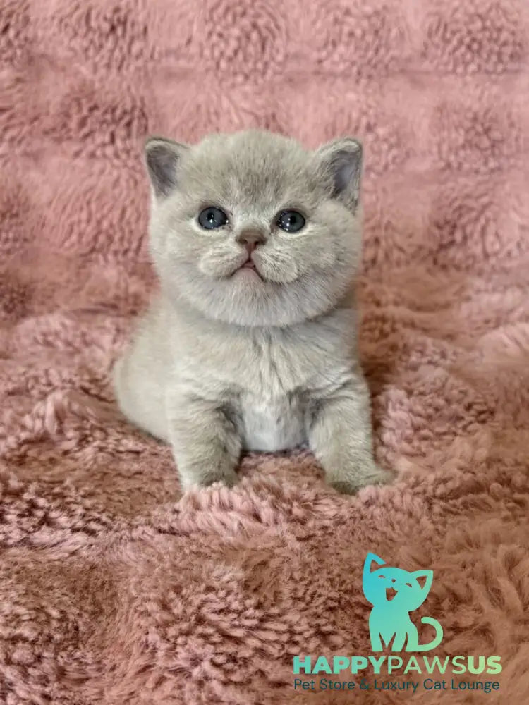 Boston British Shorthair male lilac - live animals