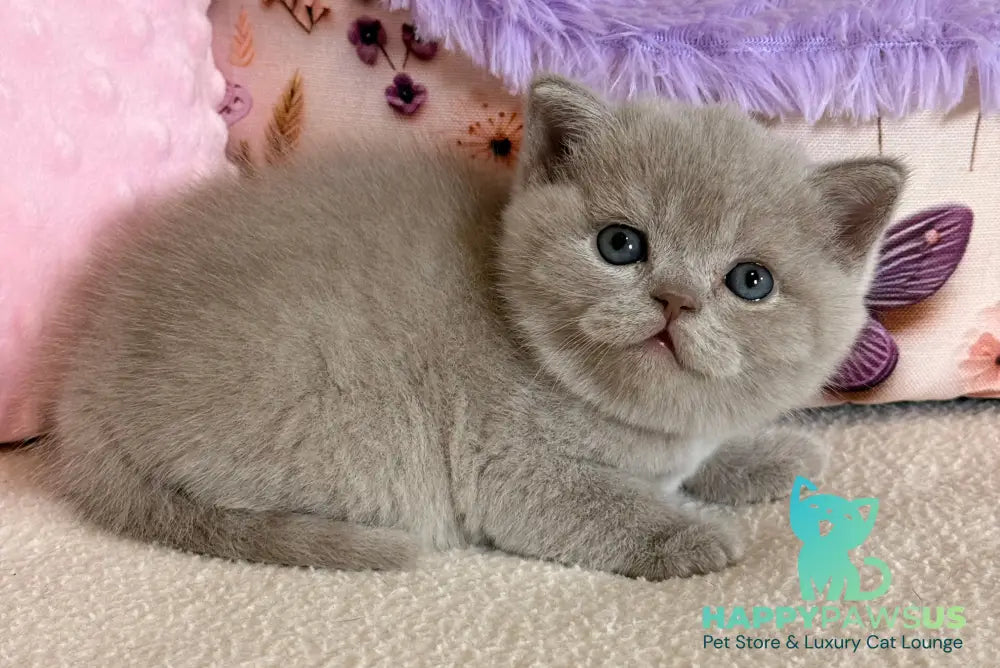 Boston British Shorthair male lilac - live animals