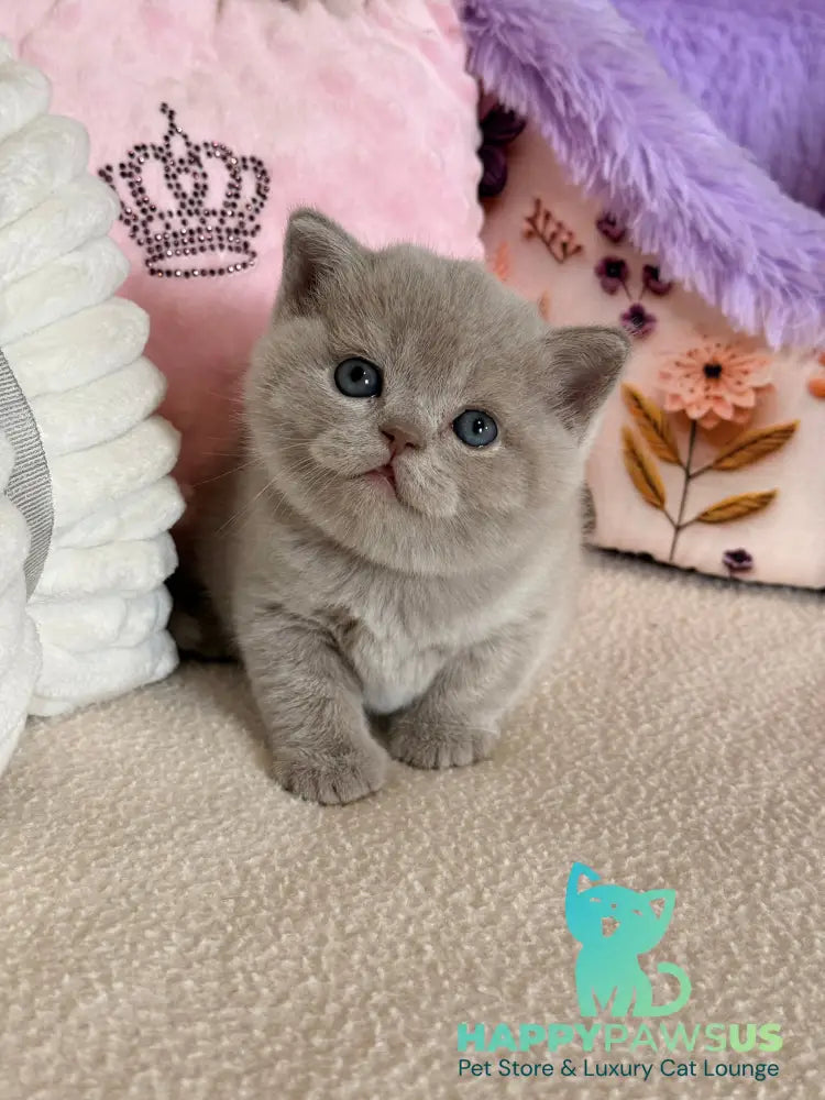 Boston British Shorthair male lilac - live animals