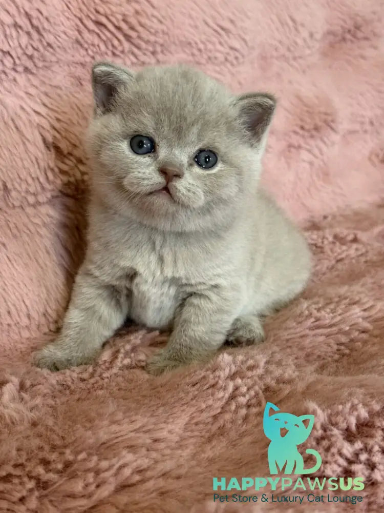 Boston British Shorthair male lilac - live animals