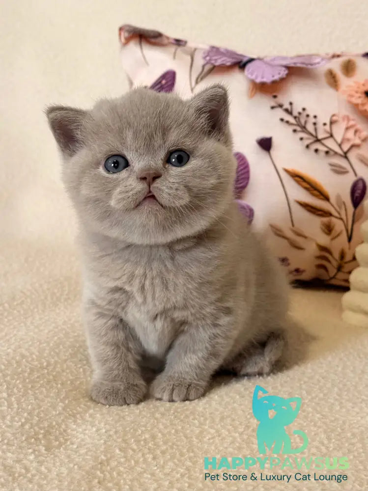Boston British Shorthair male lilac - live animals