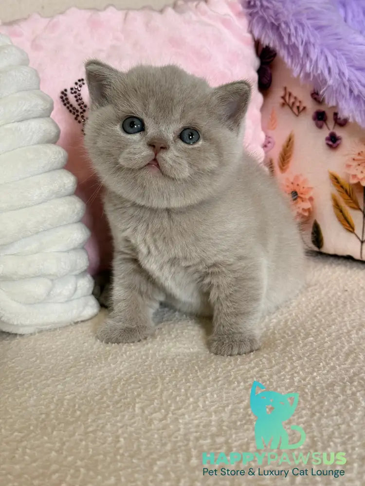 Boston British Shorthair male lilac - live animals