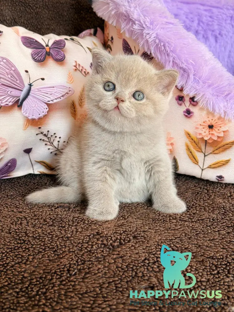 Boston British Shorthair male lilac - live animals