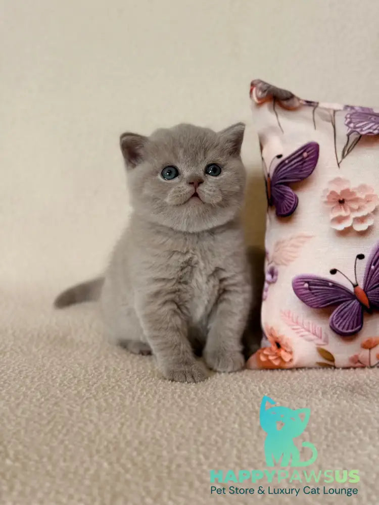 Boston British Shorthair male lilac - live animals