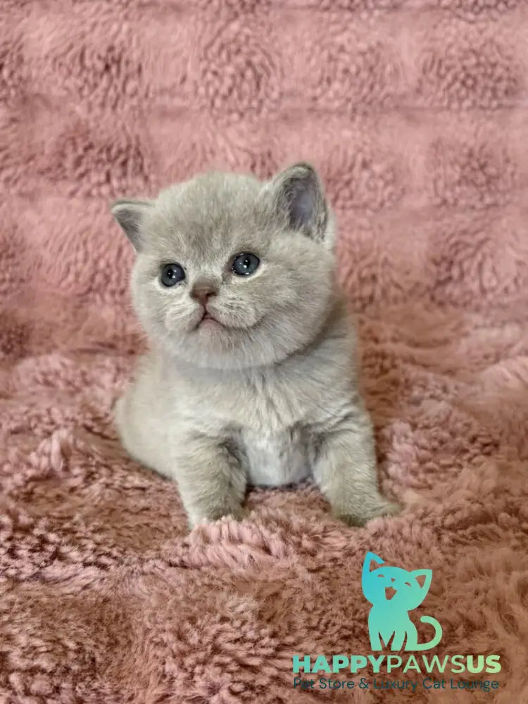 Boston British Shorthair male lilac - live animals