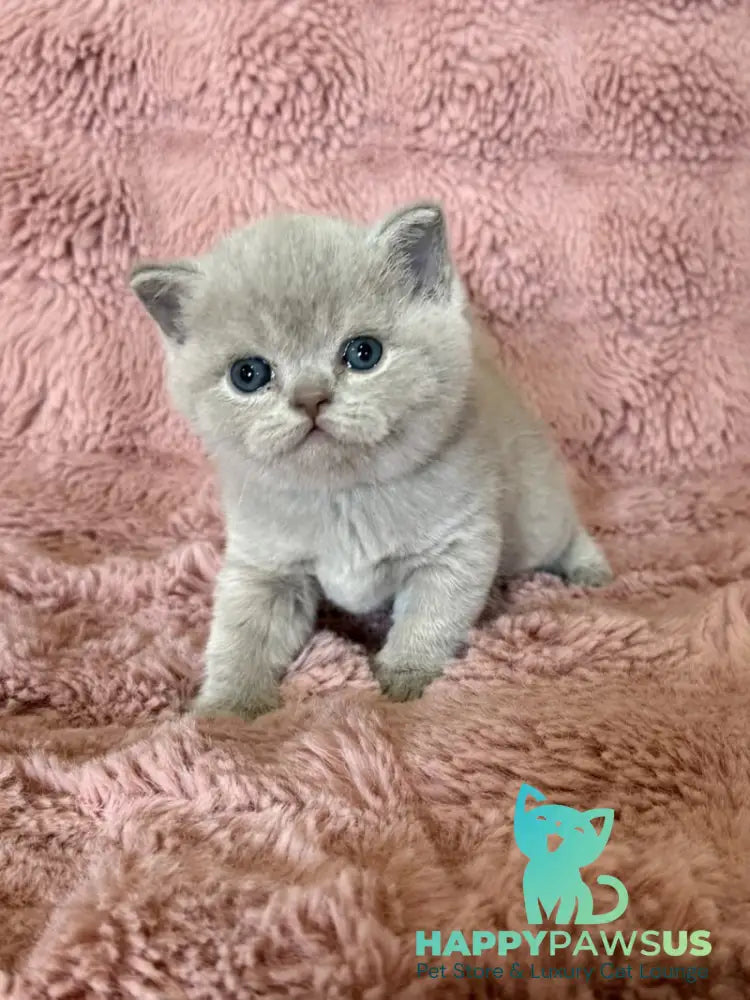 Boston British Shorthair male lilac - live animals
