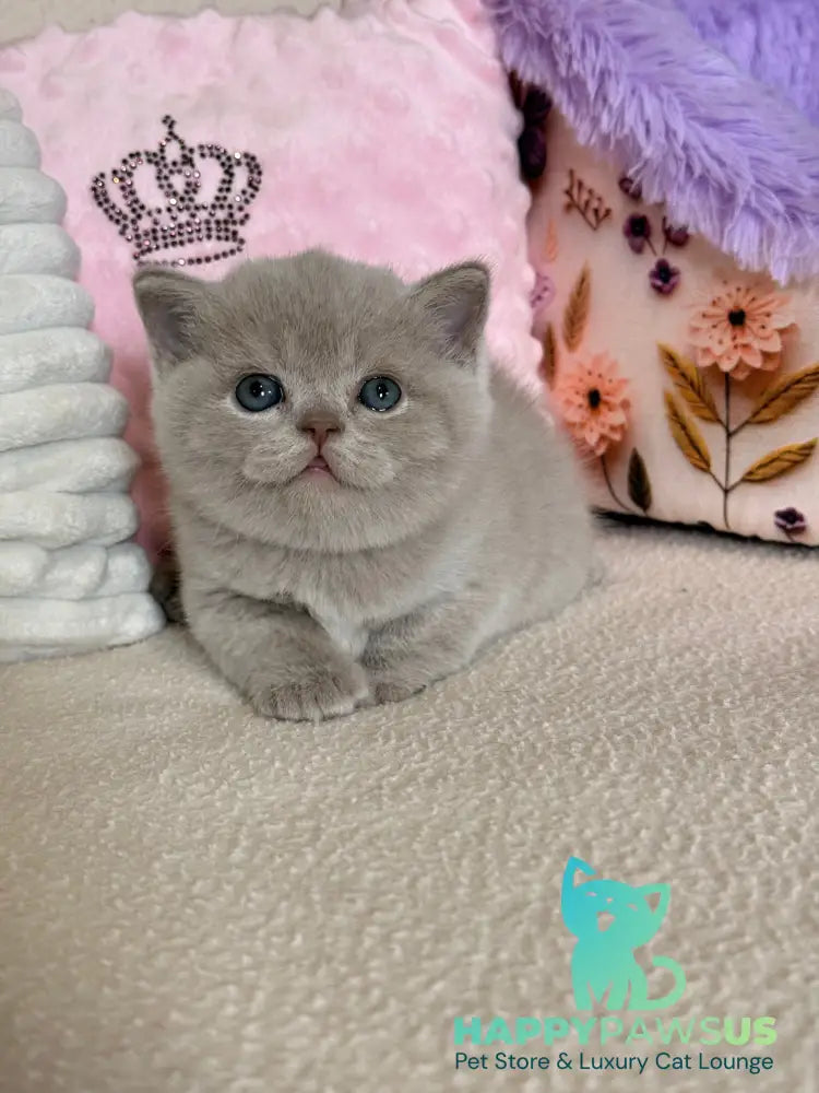 Boston British Shorthair male lilac - live animals