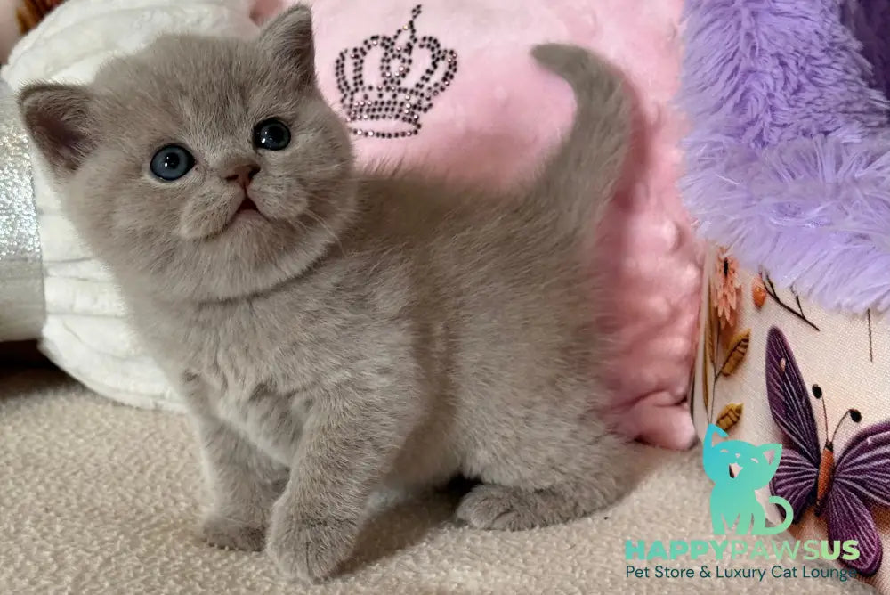 Boston British Shorthair male lilac - live animals