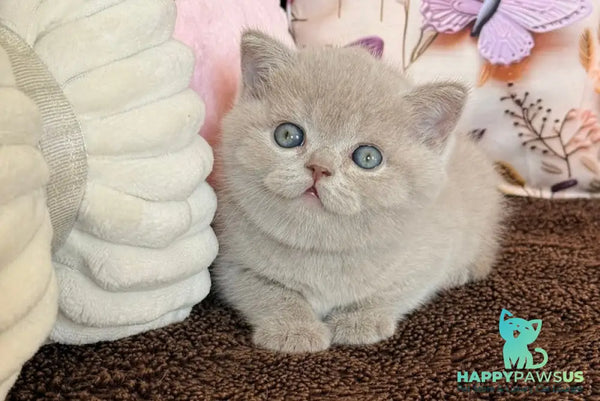 Boston British Shorthair male lilac - live animals