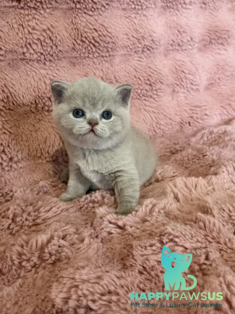 Boston British Shorthair male lilac - live animals