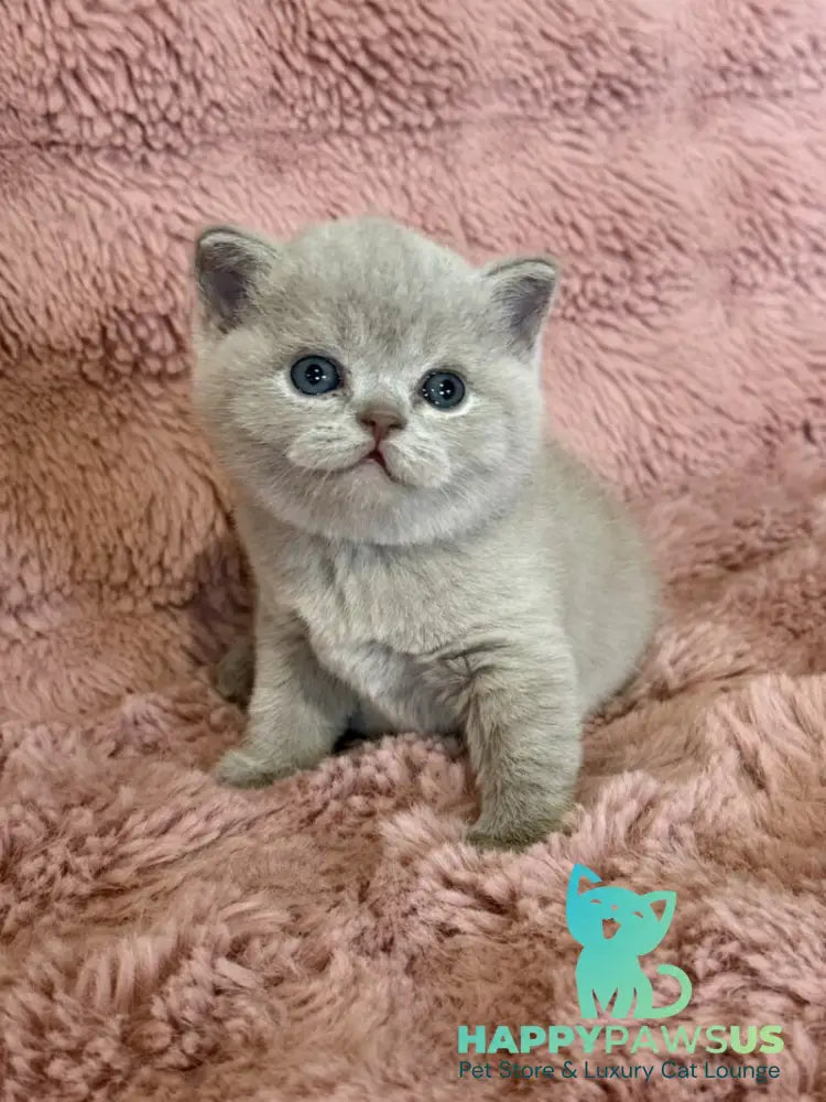 Boston British Shorthair male lilac - live animals