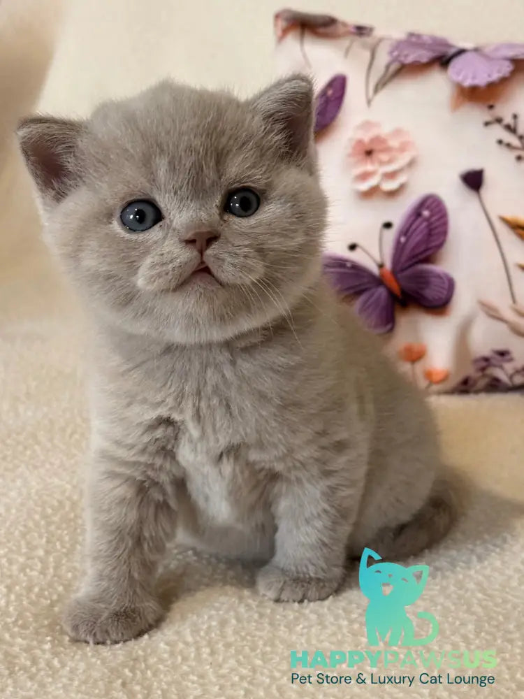 Boston British Shorthair male lilac - live animals