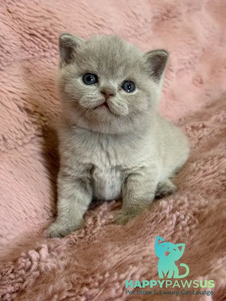 Boston British Shorthair male lilac - live animals