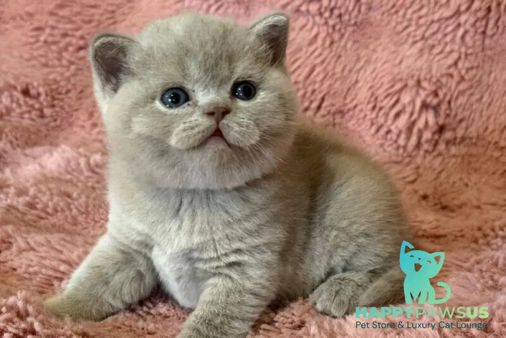 Boston British Shorthair male lilac - live animals