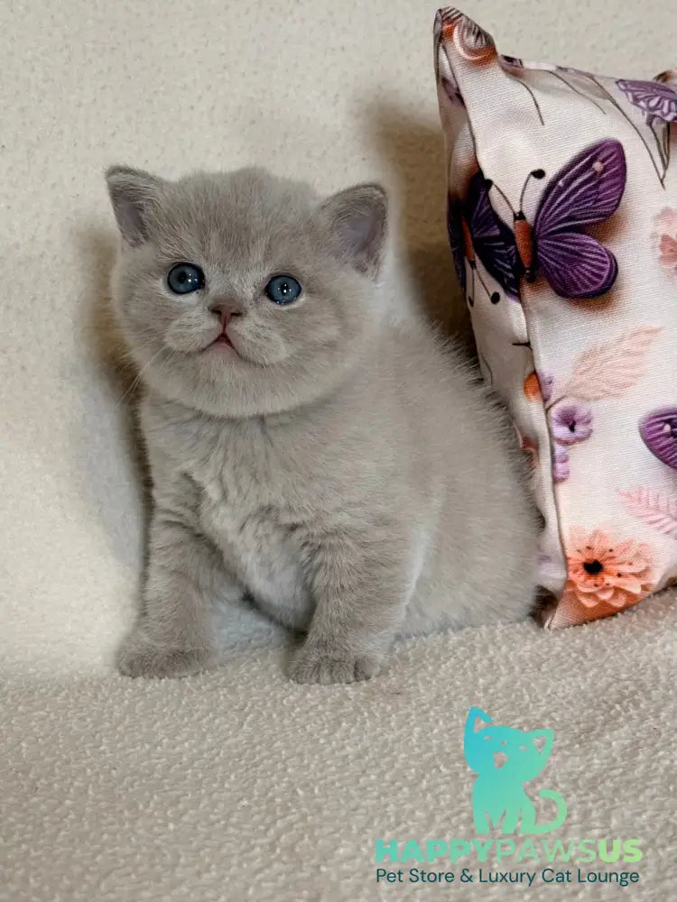 Boston British Shorthair male lilac - live animals