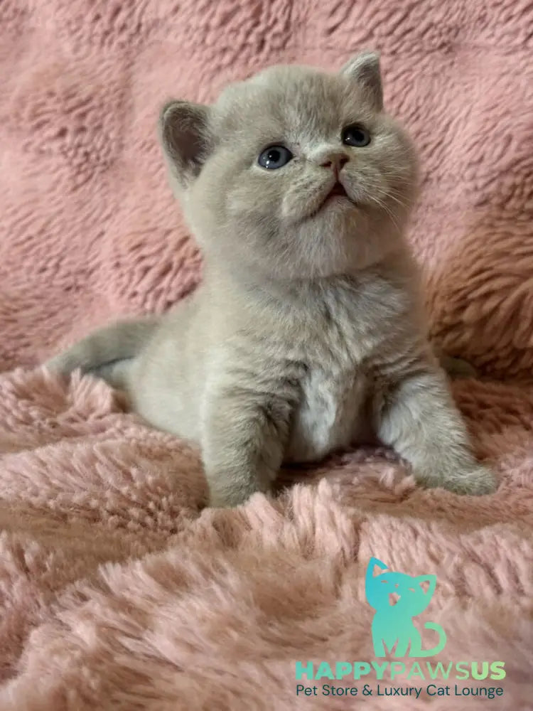 Boston British Shorthair male lilac - live animals