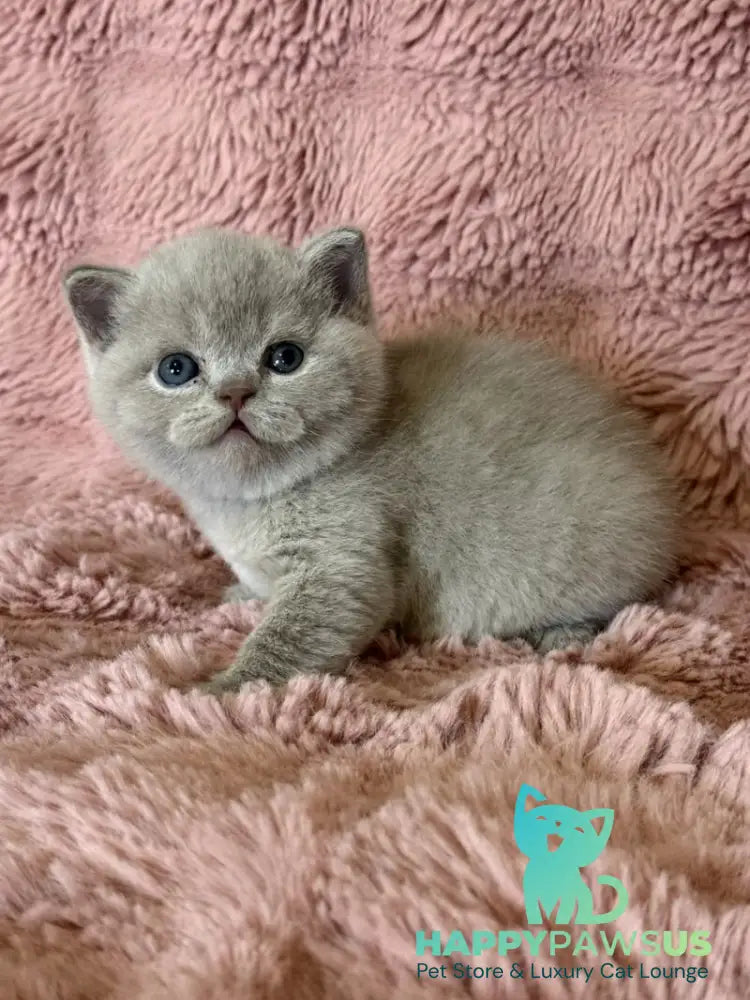 Boston British Shorthair male lilac - live animals