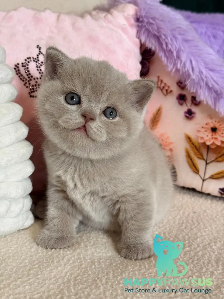 Boston British Shorthair male lilac - live animals