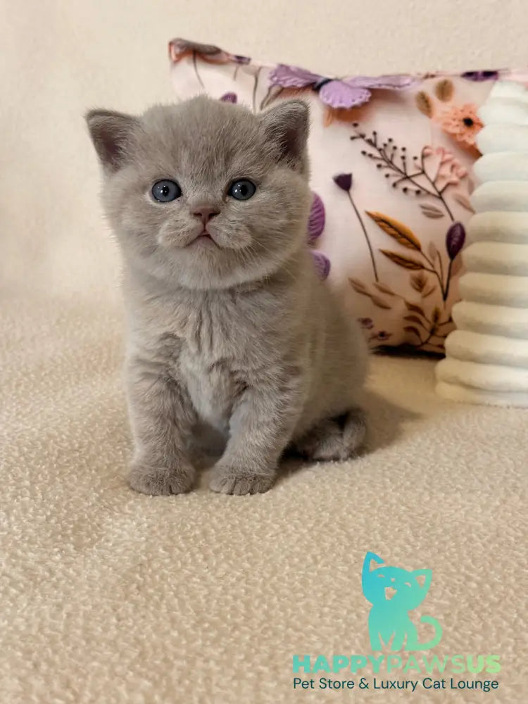 Boston British Shorthair male lilac - live animals