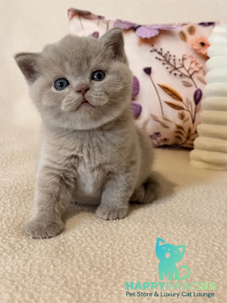 Boston British Shorthair male lilac - live animals