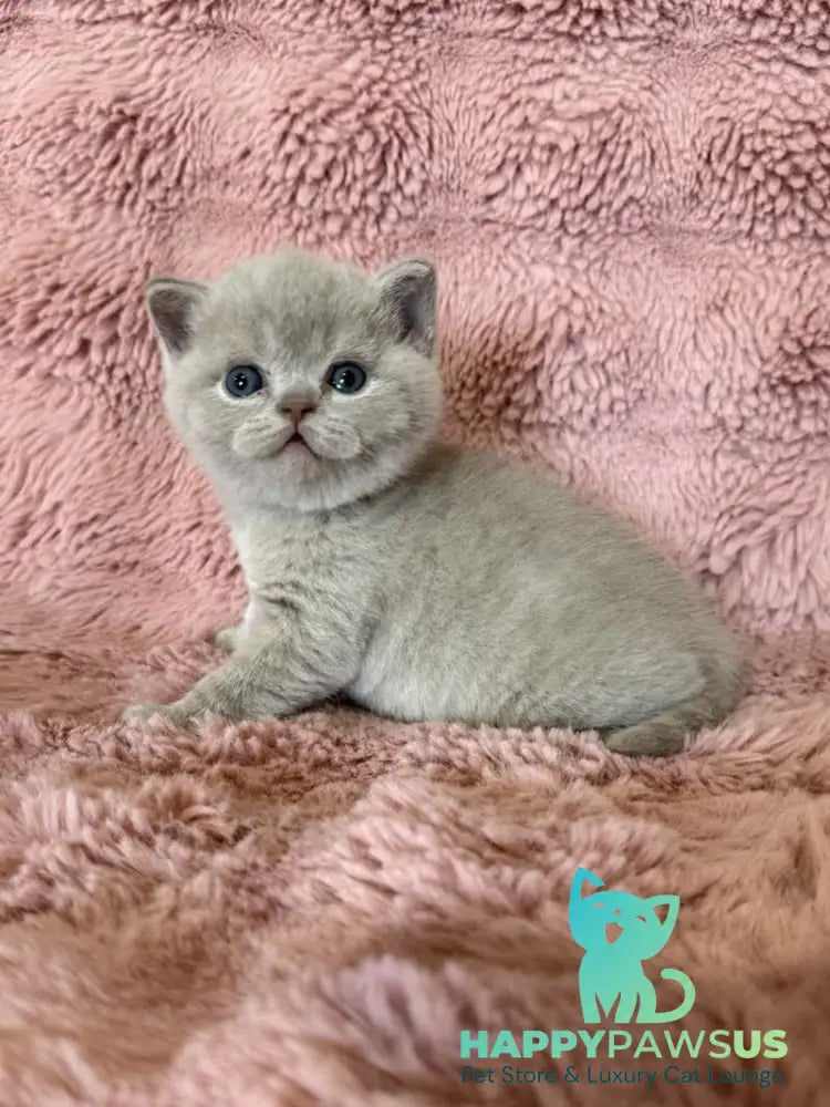 Boston British Shorthair male lilac - live animals