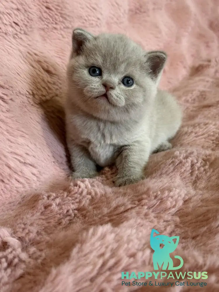 Boston British Shorthair male lilac - live animals