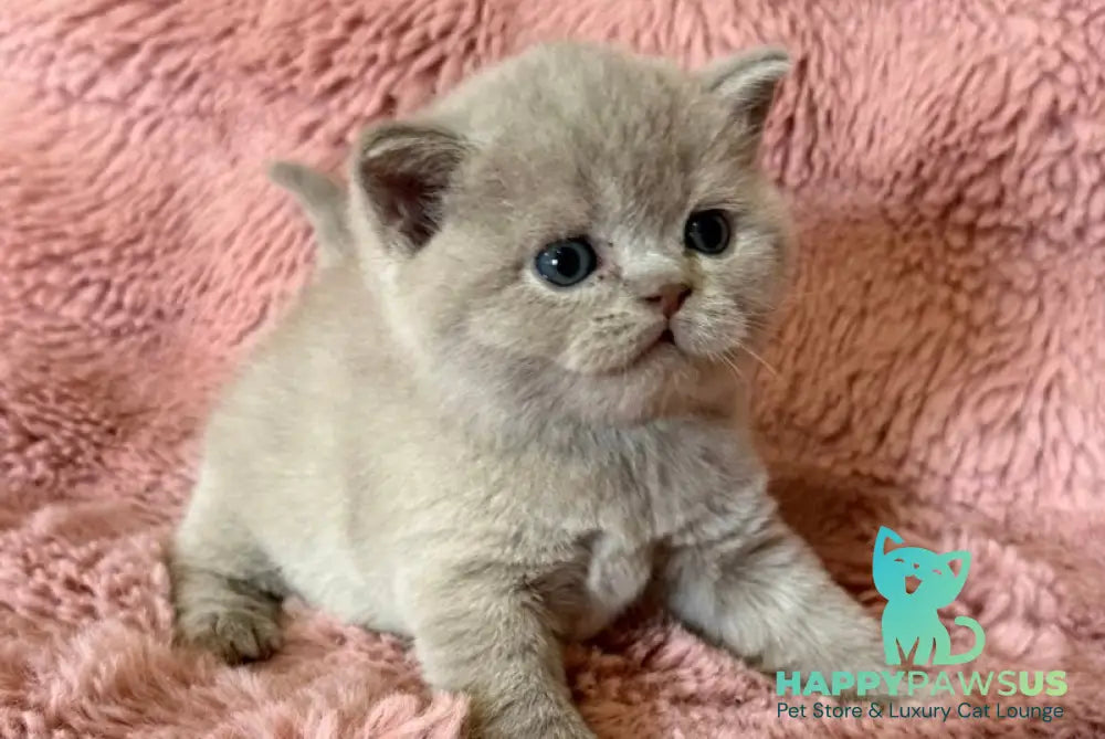 Boston British Shorthair male lilac - live animals