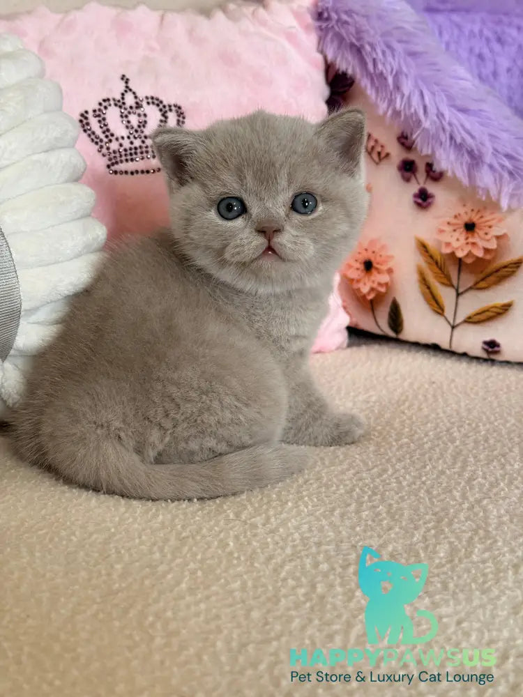 Boston British Shorthair male lilac - live animals