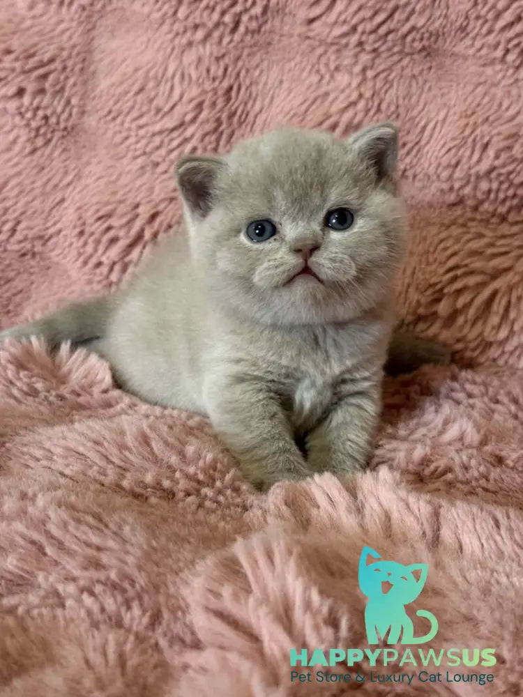 Boston British Shorthair male lilac - live animals