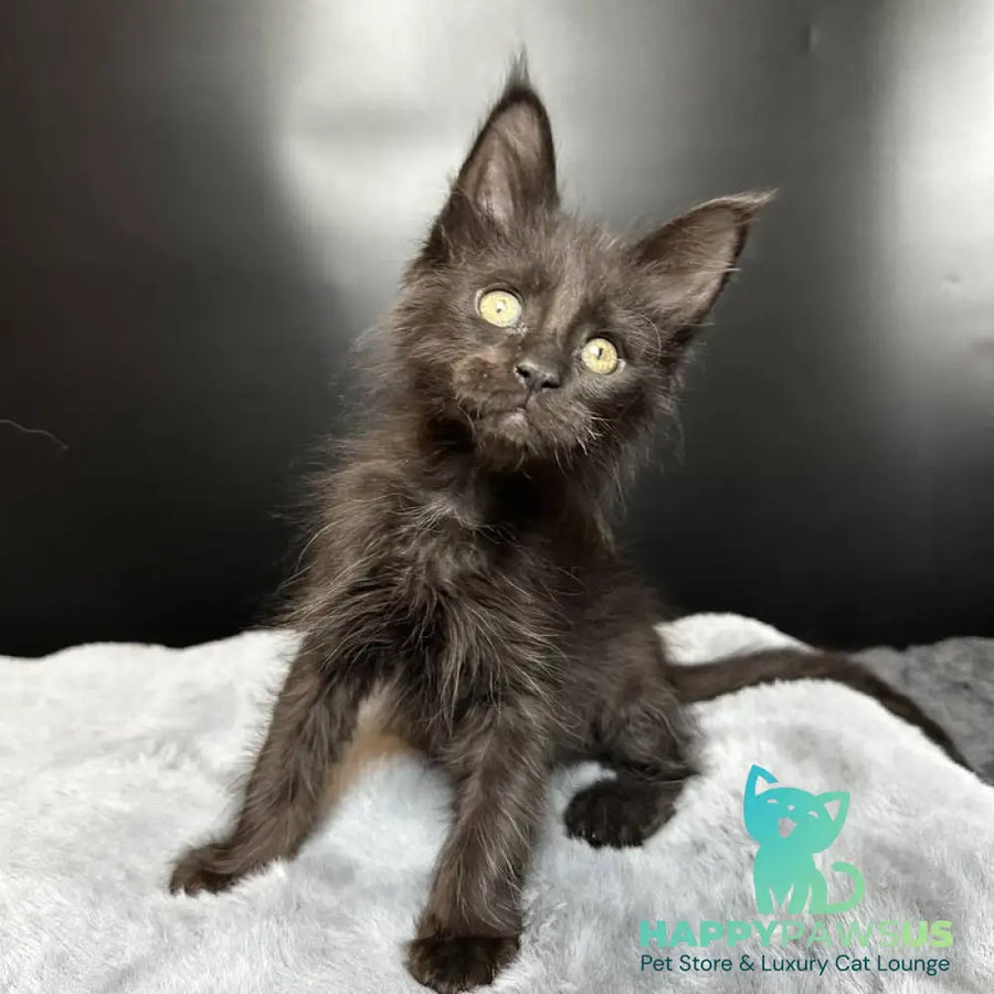 Boston Maine Coon male black - live animals