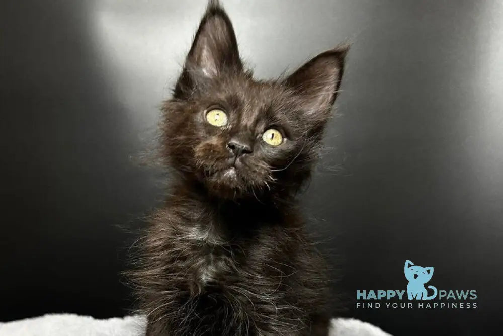 Boston Maine Coon male black - live animals