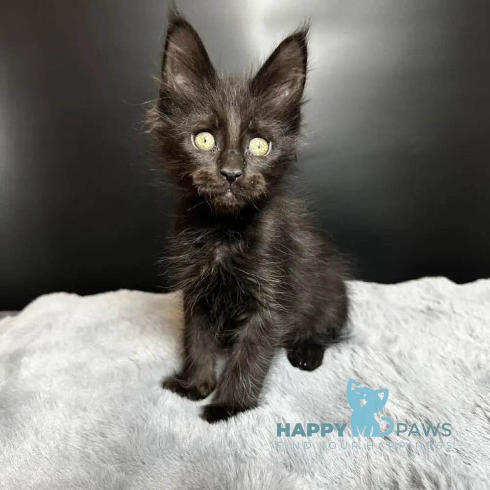 Boston Maine Coon male black - live animals