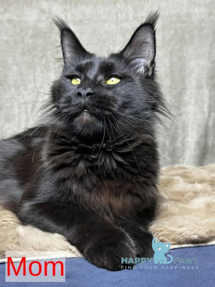 Boston Maine Coon male black - live animals
