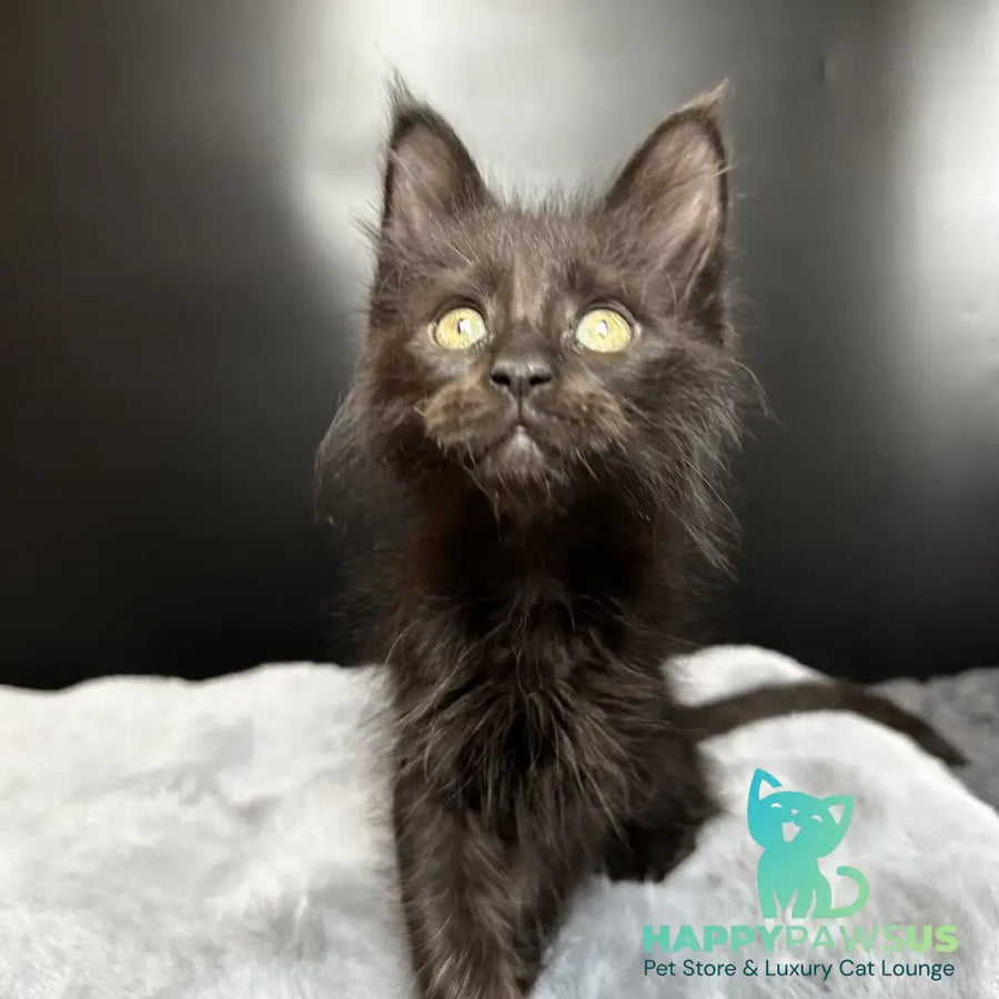 Boston Maine Coon male black - live animals