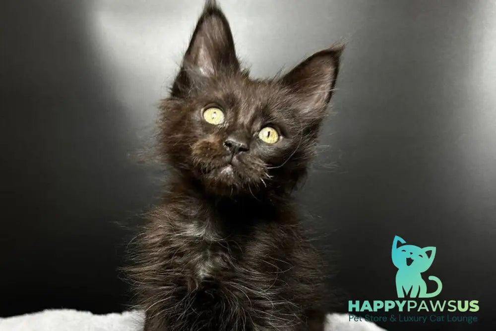 Boston Maine Coon male black - live animals