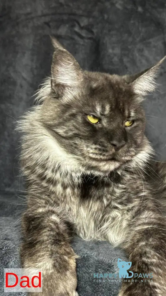 Boston Maine Coon male black - live animals