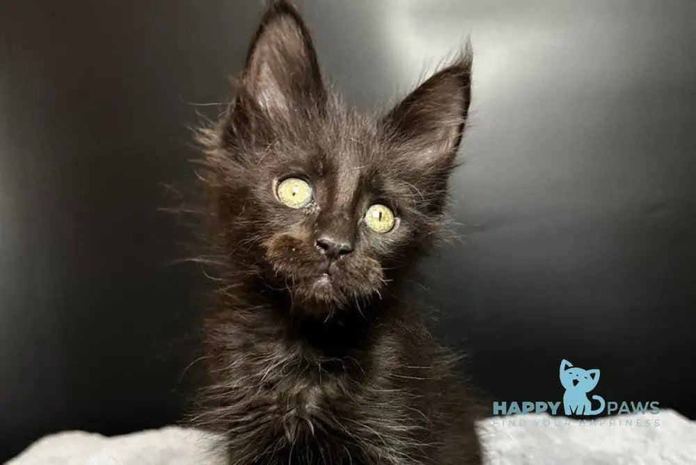 Boston Maine Coon male black - live animals