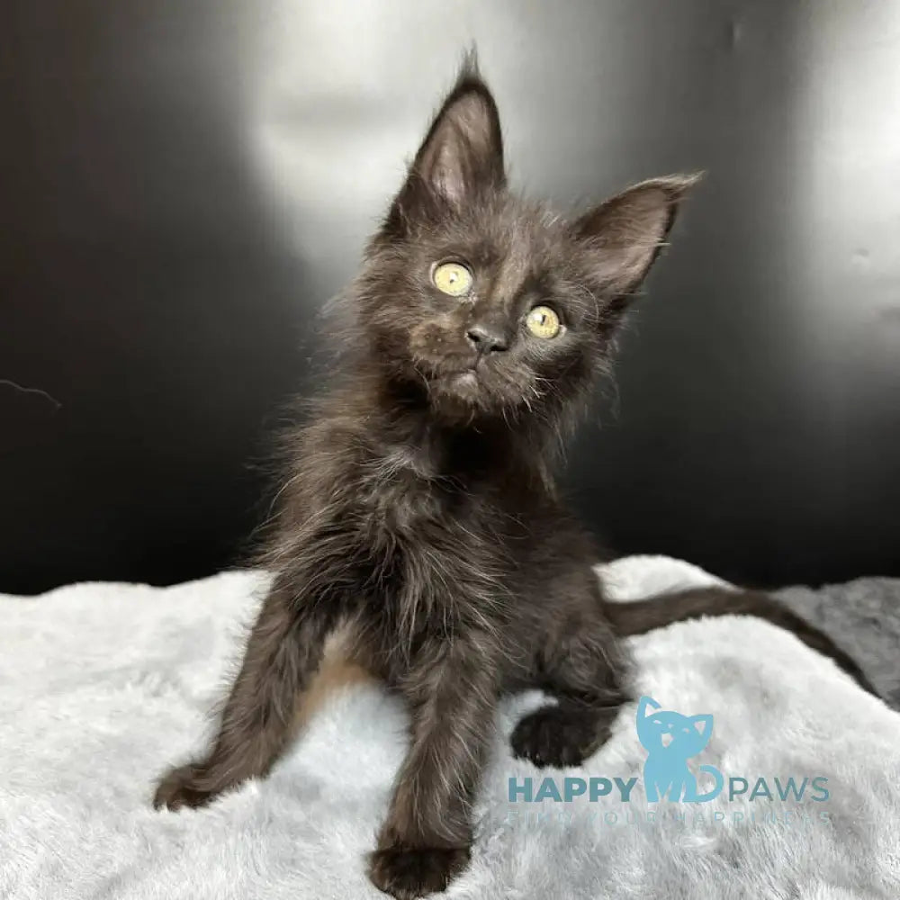 Boston Maine Coon male black - live animals