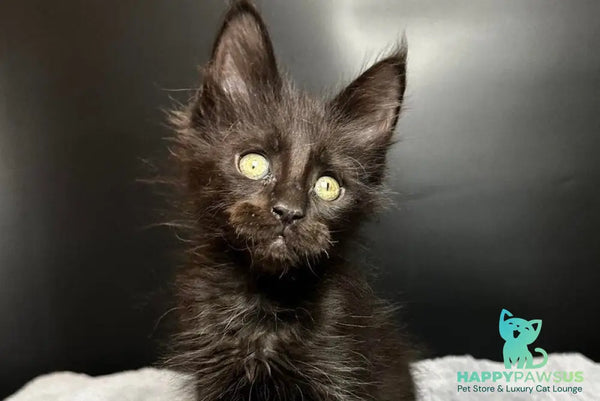 Boston Maine Coon male black - live animals