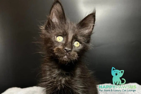 Boston Maine Coon male black - live animals